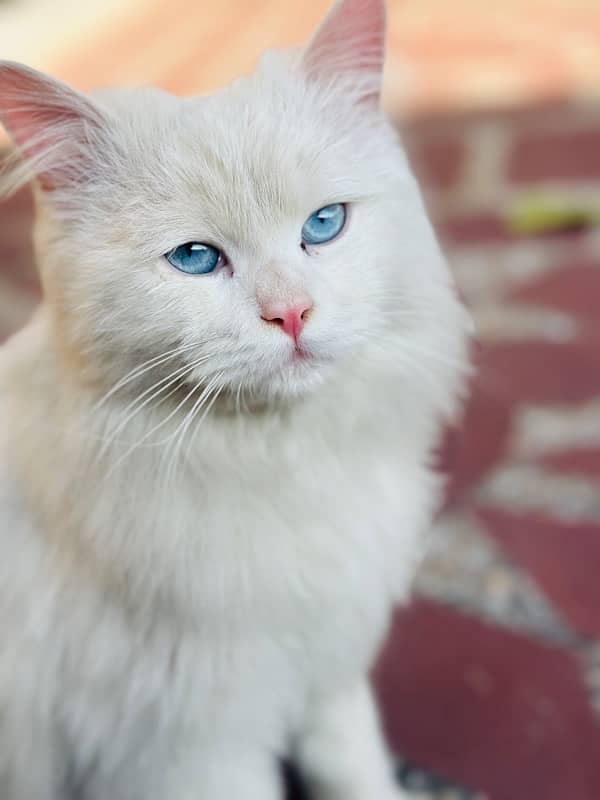 Persian Cat 1