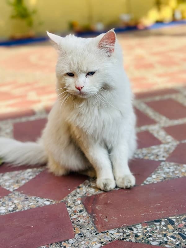 Persian Cat 2