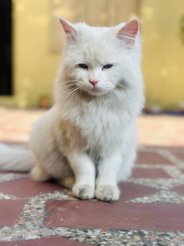 Persian Cat 3