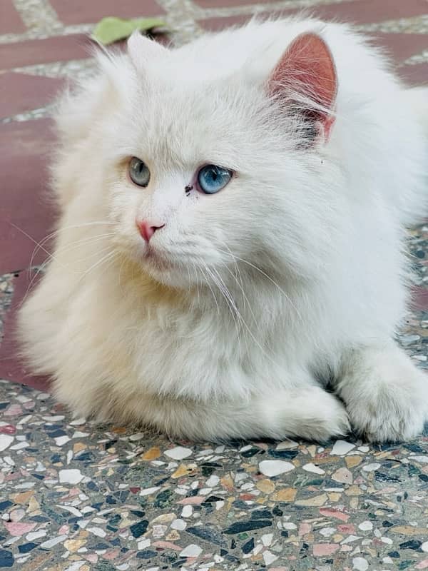 Persian Cat 4