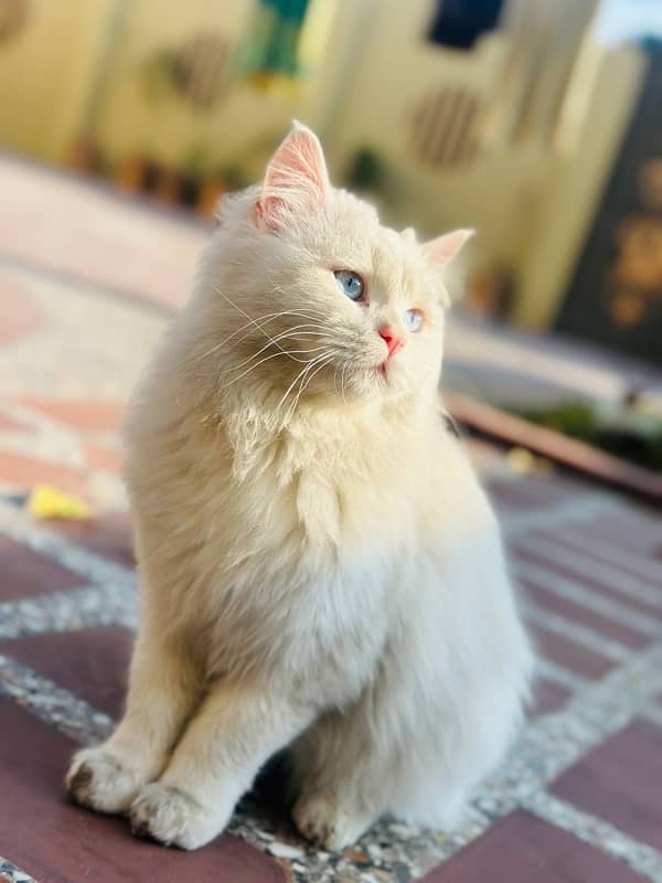 Persian Cat 5