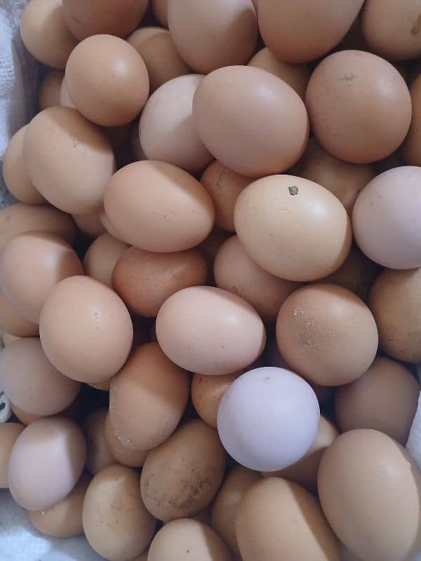 lohmann brown hens for sale 2