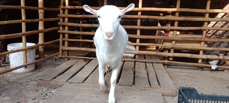 teddy goat female full healthy and active 1