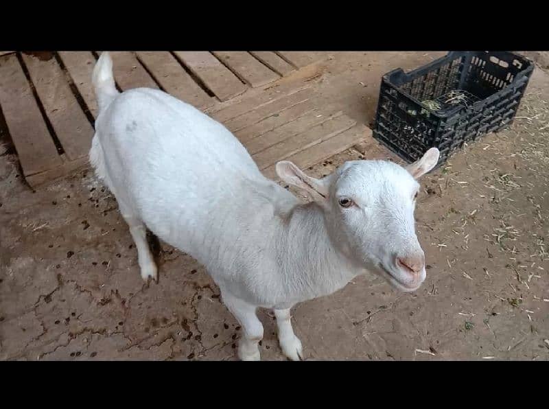 teddy goat female full healthy and active 2