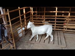 teddy goat female full healthy and active