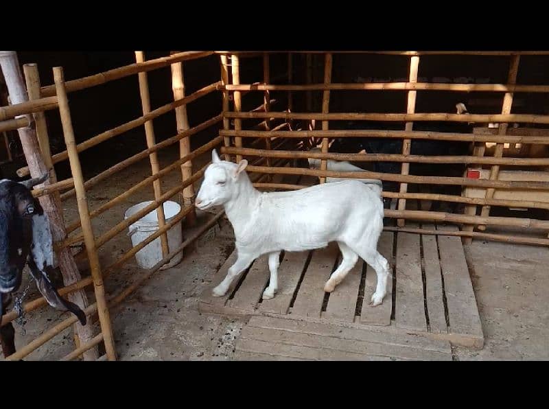 teddy goat female full healthy and active 0