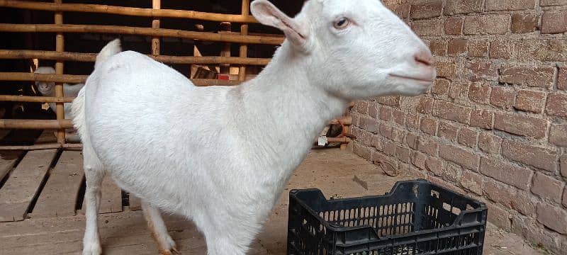 teddy goat female full healthy and active 3