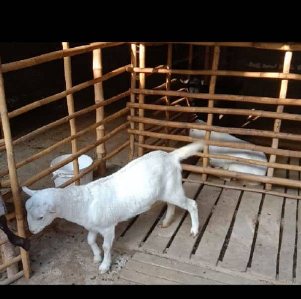 teddy goat female full healthy and active 4