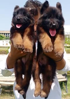 top quality German shepherd long coat puppies