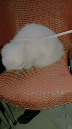 Persian Cat/Cute/Persian Kitten/Kitten For Sale/Cat For Sale