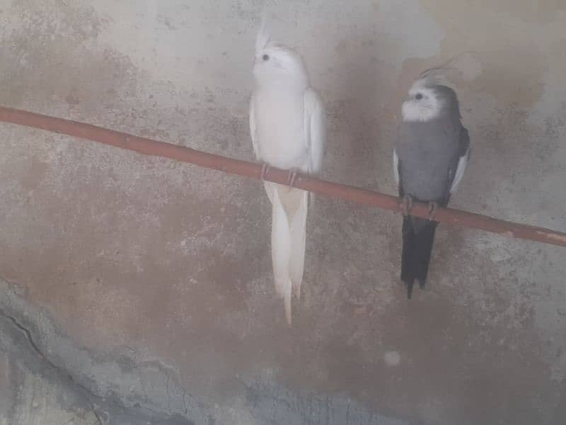 Breeder pair for sale and exchange with lovebirds 0