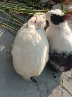 breeder female rabbit 03224186572