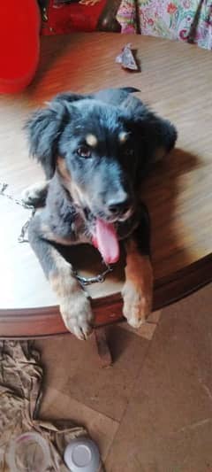 female rottweiler 4 month