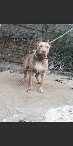 pit bull male heavy bone structure very friendly