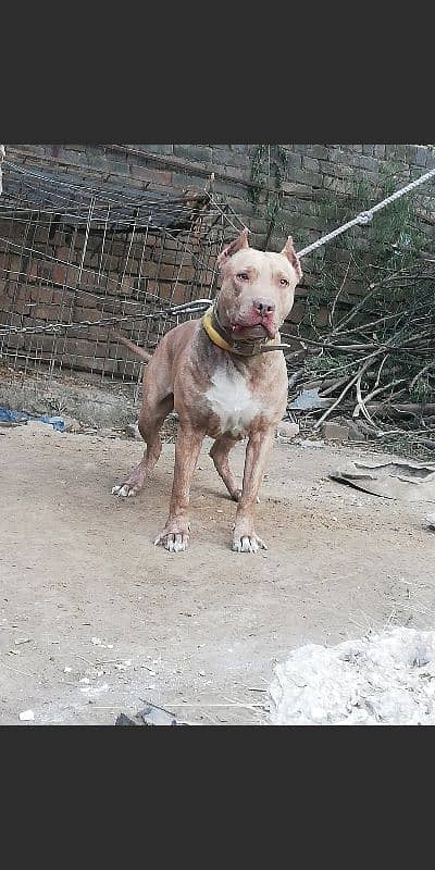 pit bull male heavy bone structure very friendly 0