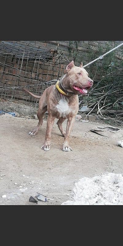 pit bull male heavy bone structure very friendly 1