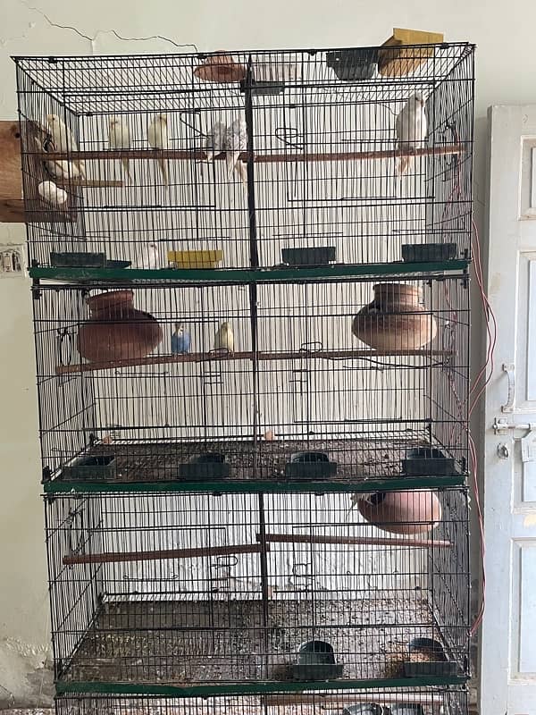 Birds cage 0