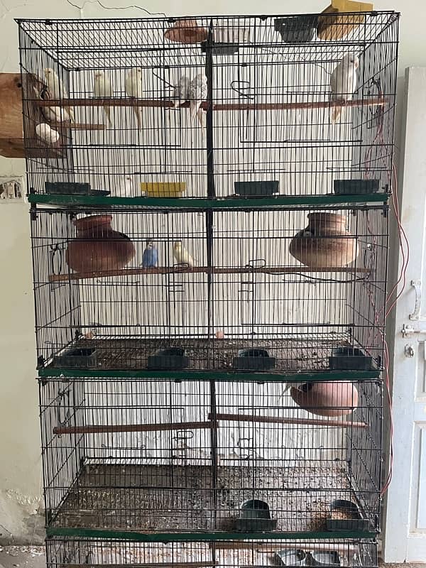 Birds cage 1