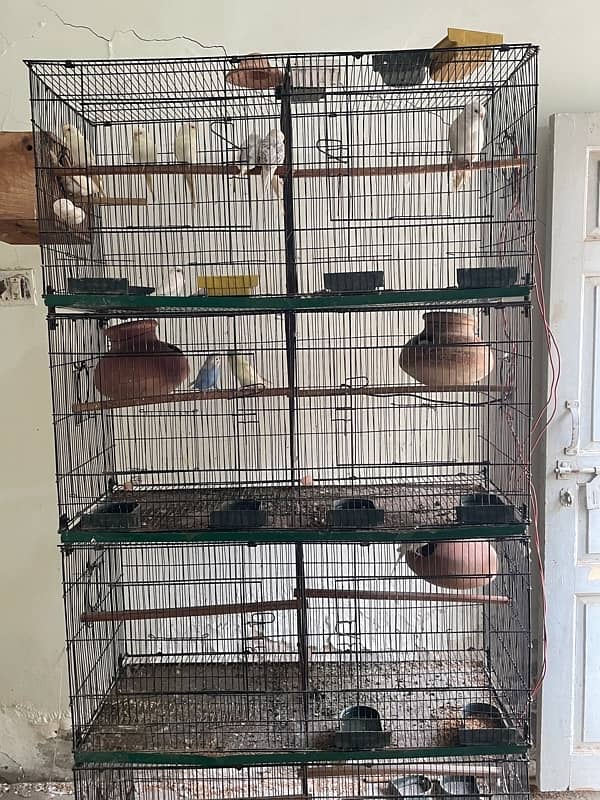 Birds cage 2