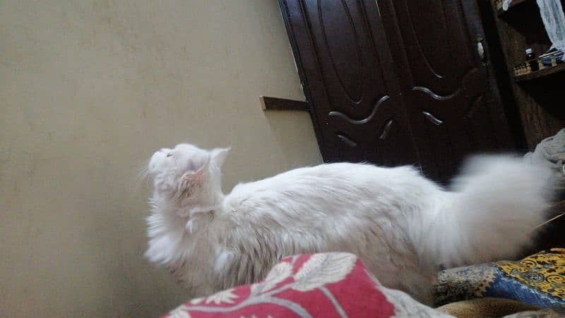 Persian cat 7 months old long hair full white yellow eyes 0