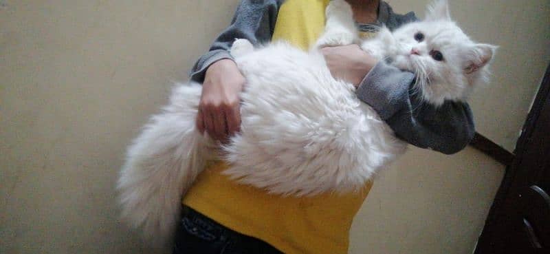 Persian cat 7 months old long hair full white yellow eyes 1