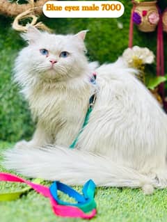 persian Beautiful cats