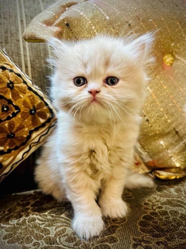 Pure Persian Kittens 3