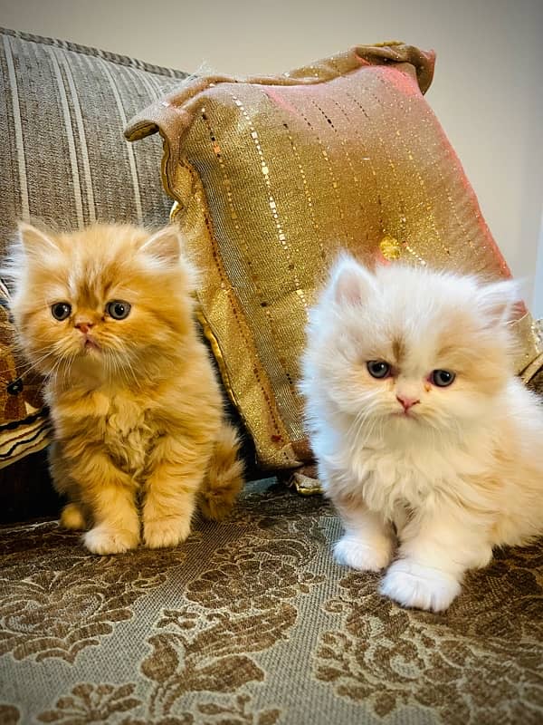 Pure Persian Kittens 4