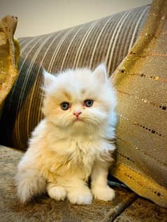 Pure Persian Kittens