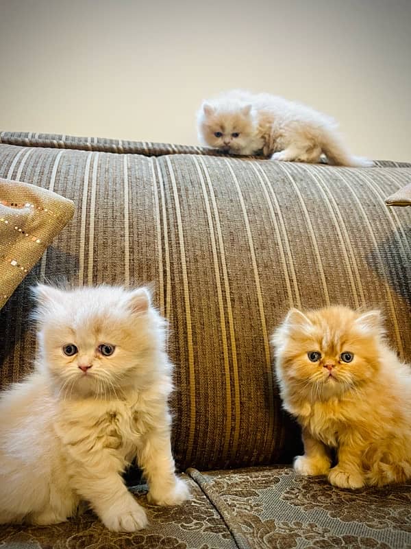 Pure Persian Kittens 5