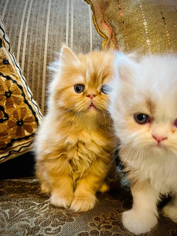 Pure Persian Kittens 6