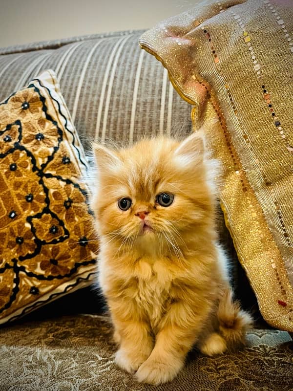 Pure Persian Kittens 7