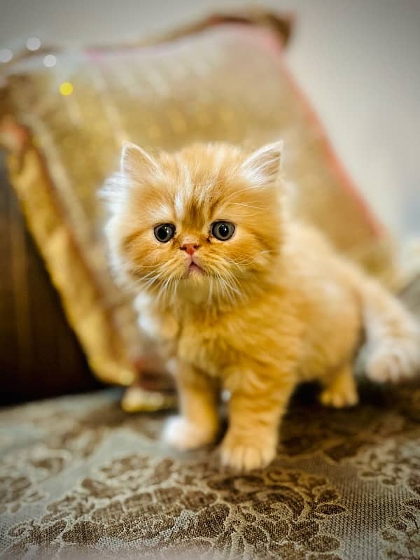 Pure Persian Kittens 8