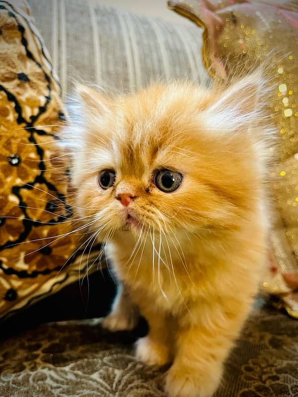 Pure Persian Kittens 9