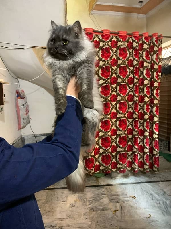 Persian cat 0