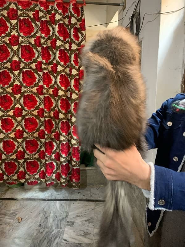 Persian cat 1