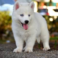 Siberian Husky puppies available