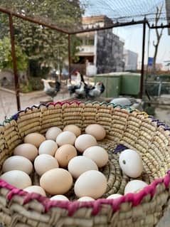 Fyumi Fertile Eggs For Sale