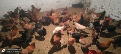 dasi hen eggs laying