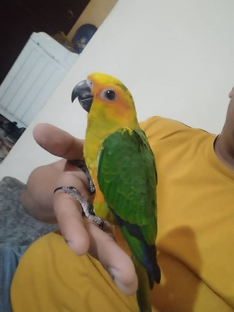 Jenday Conure Fly Tame Hand Tame 0