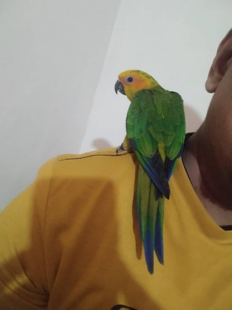 Jenday Conure Fly Tame Hand Tame 1