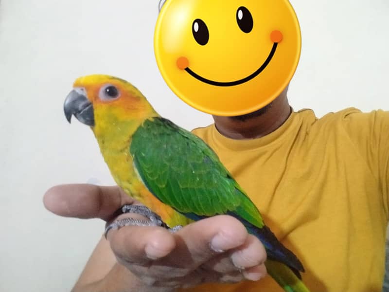 Jenday Conure Fly Tame Hand Tame 2