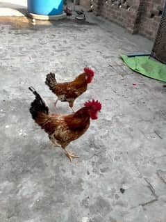 2 male Hen murgay