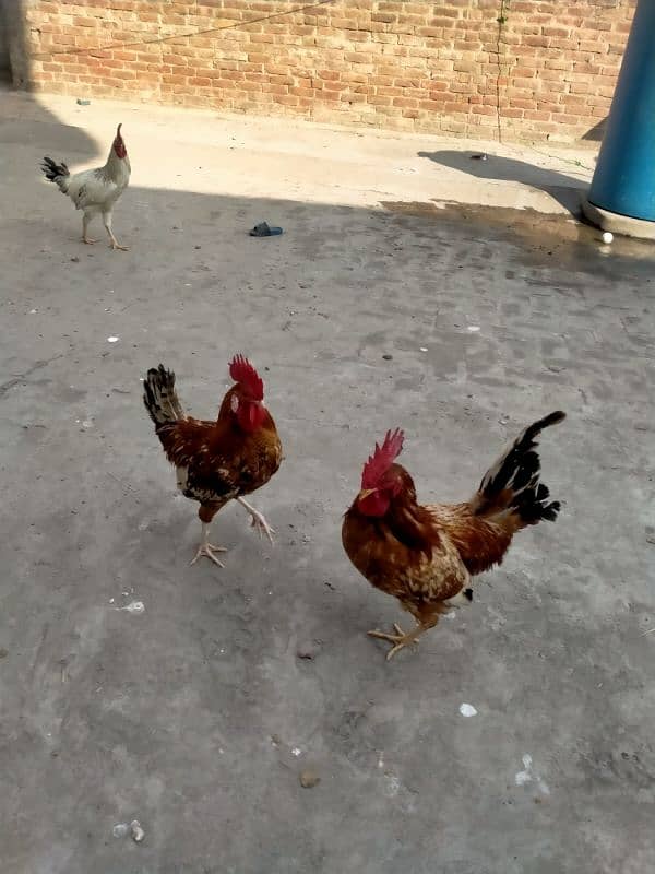 2 male Hen murgay 2