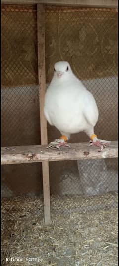 pigeon pair for sale