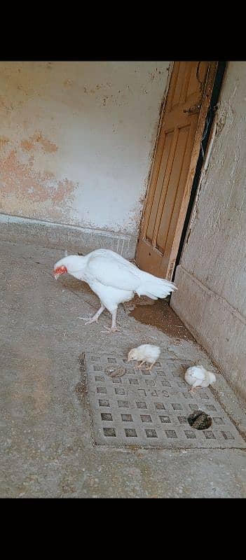 aseel murgi Heera+2chicks 03498200770 2