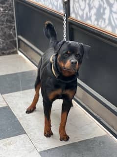 Rottweiler Pedigree Male Top Quality