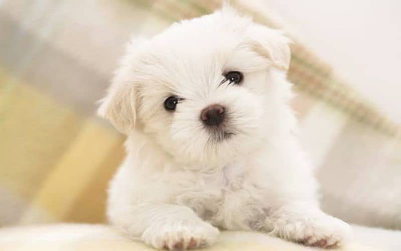 Maltese puppies 2