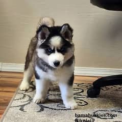 Siberian Husky puppies available