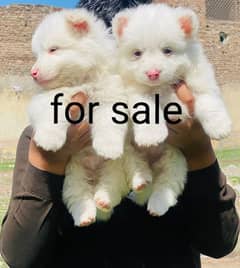 pure Russian puppies pair 2 male one female show peace family dog for